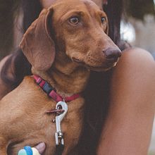 Il mio progetto del corso: Fotografia lifestyle di cani Ein Projekt aus dem Bereich Fotografie, Porträtfotografie, Fotografie für Instagram, Dokumentarfotografie, Lifest und le-Fotografie von Eleonora Codecà - 17.06.2022