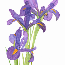 Mi proyecto del curso: Acuarela botánica: ilustra la anatomía de las flores. Traditional illustration, Fine Arts, Painting, Drawing, Watercolor Painting, and Botanical Illustration project by Francisca Lechuga - 06.18.2022