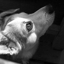 pencil drawing Ein Projekt aus dem Bereich Traditionelle Illustration von Fiona Boonk - 19.06.2022