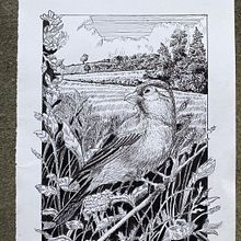 My project for course: Dip Pen and Ink Illustration: Capturing The Natural World. Esboçado, Desenho, Desenho artístico, Sketchbook, Ilustração com tinta e Ilustração naturalista projeto de Emiliano - 14.07.2022