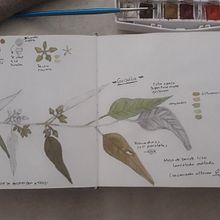 Mi proyecto del curso: Cuaderno botánico en acuarela. Traditional illustration, Watercolor Painting, Botanical Illustration, and Sketchbook project by Gabriela Bejarano Cruz - 06.20.2022
