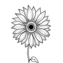 Sunflower Ein Projekt aus dem Bereich Tattoodesign von Rebecca Tedeschini - 20.06.2022