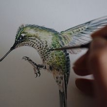 Picaflor chico / Green-backed firecrown. Projekt z dziedziny Trad, c, jna ilustracja, Malowanie akwarelą, Ilustracja naturalist i czna użytkownika Antonia Reyes Montealegre - 31.05.2022