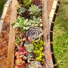 Mi proyecto del curso: Diseño de espacios verdes para tu casa. Een project van L, scaping, Bloem- en plantenschikken y Ruimtelijk ontwerp van Silvia Mercedes Frontini - 22.06.2022