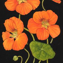 Botanical Watercolours with Black Backgrounds.. Un progetto di Illustrazione tradizionale, Illustrazione botanica e Pittura ad acquerello di Julia Trickey - 24.06.2022