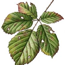 Leaf Portraits. Een project van Traditionele illustratie,  Botanische illustratie y Aquarelschilderen van Julia Trickey - 24.06.2022
