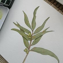 Mi proyecto del curso: Sketchbook botánico: una aproximación meditativa. Projekt z dziedziny Trad, c, jna ilustracja, Sketching,  R, sunek, Malowanie akwarelą, R, sunek botaniczn i Sketchbook użytkownika Carmen Flores - 25.06.2022