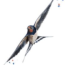My project for course: Artistic Watercolor Techniques for Illustrating Birds. Traditional illustration, Watercolor Painting, Realistic Drawing, and Naturalistic Illustration project by István Pospíšil - 06.25.2022