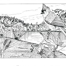 My project for course: Dip Pen and Ink Illustration: Capturing The Natural World. Un proyecto de Bocetado, Dibujo, Dibujo artístico, Sketchbook, Ilustración con tinta e Ilustración naturalista				 de loraxman - 25.06.2022