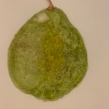 My project for course: Botanical Illustration with Watercolors. Un progetto di Illustrazione tradizionale, Belle arti, Pittura, Disegno, Pittura ad acquerello e Illustrazione botanica di Beryl Mulder - 25.06.2022