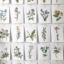 Botanical Art. Traditional illustration, Design, Fine Arts, Drawing, Creativit, Sketching, Watercolor Painting, Children's Illustration, Botanical Illustration, Sketchbook, Ink Illustration, Editorial Illustration, Naturalistic Illustration, Floral, Plant Design, and Decorative Painting project by Katie Putt - 06.27.2022