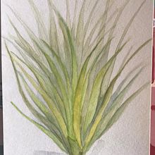 My project for course: Botanical Sketchbooking: A Meditative Approach. Projekt z dziedziny Trad, c, jna ilustracja, Sketching,  R, sunek, Malowanie akwarelą, R, sunek botaniczn i Sketchbook użytkownika kinuyo_yoshinari - 28.06.2022