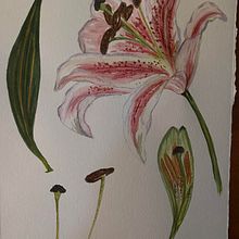 My project for course: Botanical Illustration with Watercolors. Un proyecto de Ilustración tradicional, Bellas Artes, Pintura, Dibujo, Pintura a la acuarela e Ilustración botánica de Cheryl Sateriale - 28.06.2022