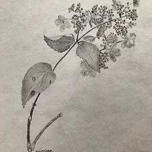 Nature Studies in an Introductory Drawing Course. Drawing project by Janice Sina - 06.28.2022
