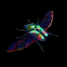 My Scientific Illustration of a Female Flower Beetle. Un progetto di Illustrazione tradizionale, Pattern design, Illustrazione digitale e Illustrazione naturalistica di Phaedra Stevens - 29.06.2022