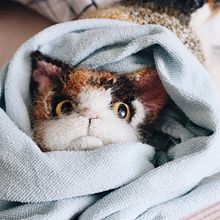 Characterful Cats. Un proyecto de Tejido de punto, Art to y Diseño de personajes 3D de Claire Garland - 21.03.2021