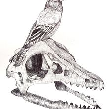 proyecto del curso: Ilustración naturalista con bolígrafo . Ilustrasi tradisional, Menggambar & Ilustrasi Naturalistik proyek oleh Daniela Ospino - 06.29.2022