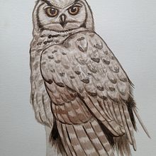 Ilustración naturalista de aves: Tucúquere. Un proyecto de Ilustración tradicional, Pintura a la acuarela, Dibujo realista e Ilustración naturalista				 de Malory Zamora Ramírez - 30.06.2022