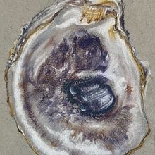 Oyster Study in Pastel. Traditional illustration project by Paige Maddox - 06.29.2022