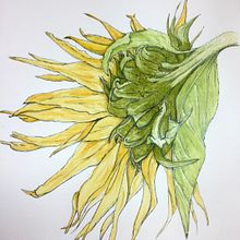 Sunflower. Un progetto di Pittura ad acquerello di Tina - 22.10.2020