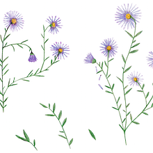 Mi proyecto del curso: Ilustración y diseño de patrones florales. Projekt z dziedziny Trad, c, jna ilustracja,  Malarstwo, Pattern design,  R, sunek, R i sunek botaniczn użytkownika Caroline Luechau - 01.07.2022