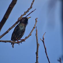 AVES  Ein Projekt aus dem Bereich Fotografie von Ingrid Arancibia - 05.07.2022