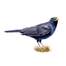My project for course: Artistic Watercolor Techniques for Illustrating Birds. Projekt z dziedziny Trad, c, jna ilustracja, Malowanie akwarelą, R, sunek realist, czn, Ilustracja naturalist i czna użytkownika j_lagatta - 05.07.2022