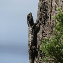 "Lagartija". Fotografia projeto de mizraim_mario - 06.07.2022