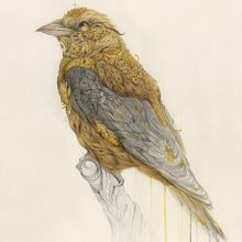 Golden Oriole Ein Projekt aus dem Bereich Zeichnung, Bleistiftzeichnung, Zeichnen mit Buntstiften, Illustration mit Tinte, Aquarellmalerei, Traditionelle Illustration, Malerei und Naturalistische Illustration von Vorja Sánchez - 08.07.2022
