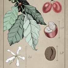 My project for course: Botanical Illustration: From Notebook to Print. Traditional illustration, Sketching, Drawing, Botanical Illustration, Sketchbook & Ink Illustration project by Jo Wong - 07.09.2022