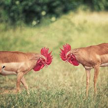 Cockfight . % Waldemar Dylewski tarafından hazırlanan Fotoğrafçılık, Fotoğraf Post Prodüksi, on, Görsel efektler, Fotoğraf Rötuşlama, Güzel Sanatlar Fotoğrafçılığı, Fotoğrafik Kompozis, on, Ve Fotomontaj projesi - 07.09.2022