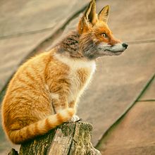 Foxcat . % Waldemar Dylewski tarafından hazırlanan Geleneksel illüstras, on, Tasarım, Ve Fotoğrafçılık projesi - 07.09.2022