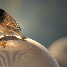 Dogbird . % Waldemar Dylewski tarafından hazırlanan Geleneksel illüstras, on, Tasarım, Ve Fotoğrafçılık projesi - 07.09.2022