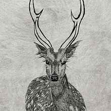 Mi proyecto del curso: Ilustración naturalista de animales con Procreate. Un proyecto de Ilustración tradicional, Ilustración digital, Dibujo realista e Ilustración naturalista				 de Tania Cotillas - 10.07.2022