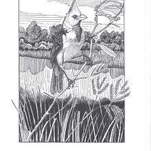 My project for course: Dip Pen and Ink Illustration: Capturing The Natural World: Paroaria coronata. Sketching, Drawing, Artistic Drawing, Sketchbook, Ink Illustration, and Naturalistic Illustration project by Marcos Ferraz - 12.10.2021
