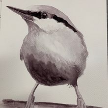 My project for course: Artistic Watercolor Techniques for Illustrating Birds. Traditional illustration, Watercolor Painting, Realistic Drawing, and Naturalistic Illustration project by Kerryn Hocking - 07.10.2022