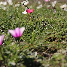 My project for course: Beginner’s Photography: Basic Camera Use and Theory. Un progetto di Fotografia, Fotografia digitale e Composizione fotografica di Madelaine Ford - 12.07.2022