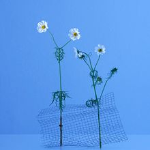 STILL LIFE di FIORI. Photograph project by MASSIMO BIANCHI - 07.15.2022
