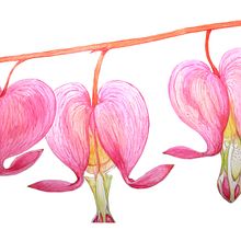 My project for course: Artistic Floral Watercolor: Connect with Nature. Traditional illustration, Painting, Watercolor Painting, and Botanical Illustration project by Lisa Savage - 07.18.2022