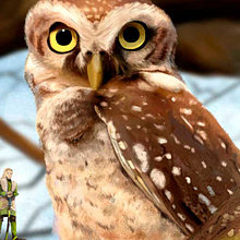 Little Owlet. Traditional illustration project by Martín Ballester - 07.18.2022