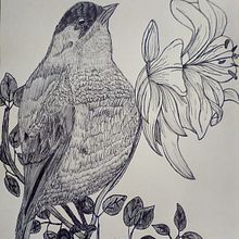 Mi proyecto del curso: Ilustración naturalista con bolígrafo. Ilustração tradicional, Desenho, Desenho realista e Ilustração naturalista projeto de cathe3007 - 18.07.2022