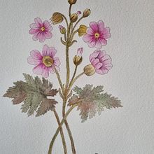 Mi proyecto del curso: Ilustración de la naturaleza con acuarela y plumilla. Traditional illustration, Fine Arts, Painting, Drawing, Watercolor Painting, and Botanical Illustration project by macarena andrea Oyarce Muñoz - 07.02.2022