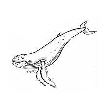 ballena . Ilustrație tradițională de Flavia Oronoz - 07.19.2022