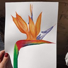 Mi proyecto del curso: Acuarela botánica: ilustra la anatomía de las flores. Een project van Traditionele illustratie,  Beeldende kunst, Schilderij,  Tekening, Aquarelschilderen y  Botanische illustratie van Camila Navarro Farias - 15.07.2022