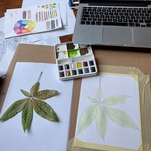 Il mio progetto del corso: Disegno botanico realistico ad acquerello . % vera_roveda tarafından hazırlanan Tasarım, Geleneksel illüstras, on, Güzel sanatlar, Tablo, Sulubo, a Resim, Botanik İllüstras, Ve on projesi - 07.24.2022