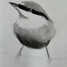 Dessin cours oiseaux à l'aquarelle . Pintura em aquarela projeto de ophelievictor - 26.07.2022