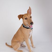 Introducción a la fotografía canina. Un progetto di Fotografia, Fotografia di ritratto, Fotografia in studio, Fotografia documentaria, Fotografia lifest, le e Fotografia di interni di Albert Prat - 27.07.2022