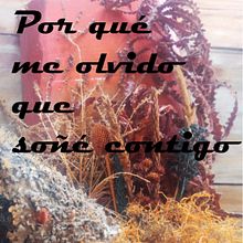 Por qué me olvido que soñé contigo. Un progetto di Social media, Creatività, Scrittura creativa, Design e Fotografia di Lorena Tercon Arbiza - 28.07.2022