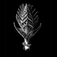 Salvia pratensis - My project for course: Naturalist Illustration with Scratchboard. Traditional illustration, Drawing, and Naturalistic Illustration project by Ivona Mariș - 07.27.2022