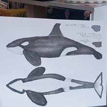 Mi proyecto del curso: Técnicas de ilustración naturalista: ballenas en acuarela. Traditional illustration, Poster Design, Digital Illustration, and Manga project by yury torres - 07.29.2022